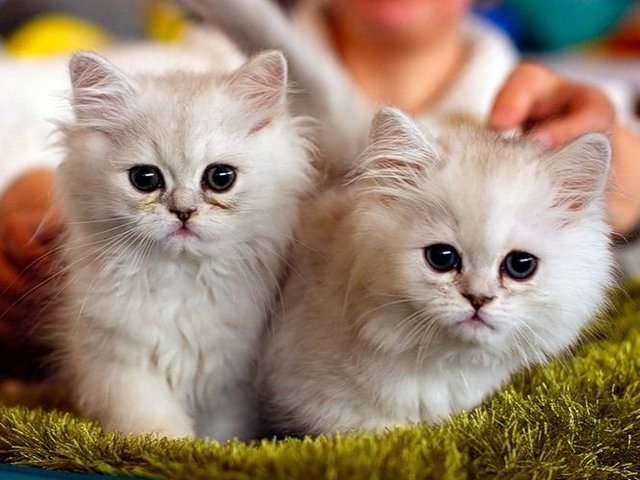 Породы кошек в Николаевске | ЗооТом портал о животных