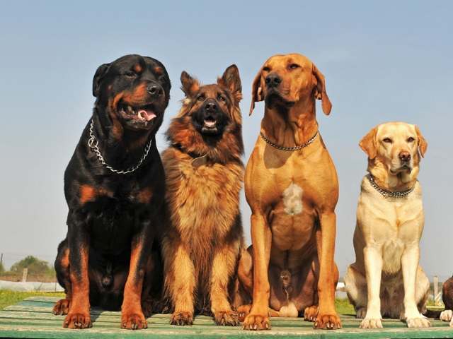 Крупные породы собак в Николаевске | ЗооТом портал о животных