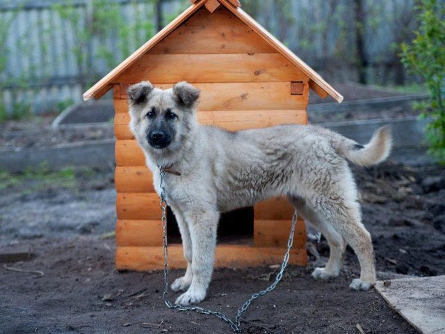 Все о собаках в Николаевске